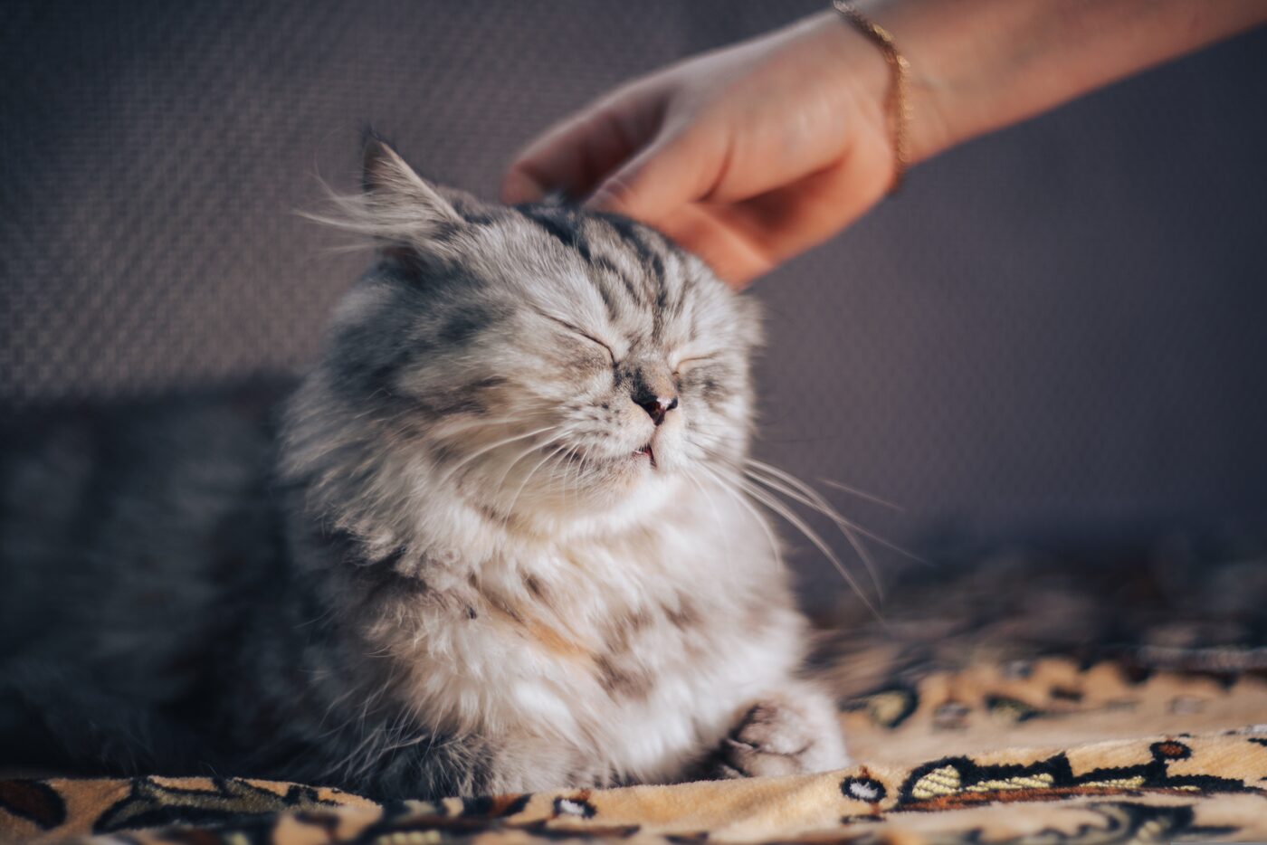 A striped cat looking attentively with bright yellow eyes